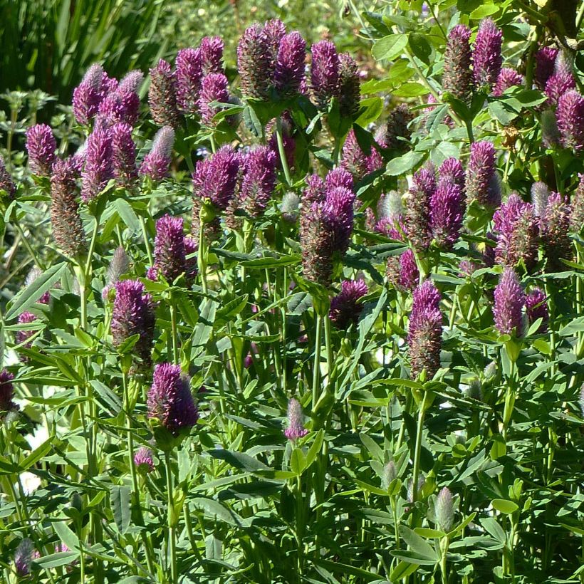 Trifolium rubens - Trèfle pourpré (Plant habit)