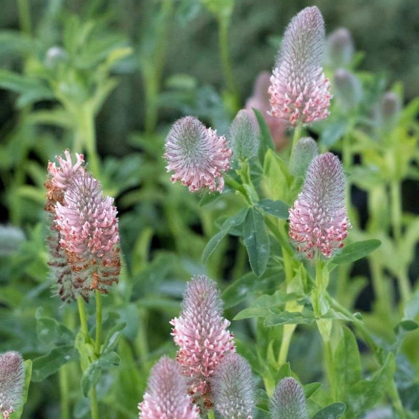 Trifolium rubens Peachy Pink - Trèfle pourpré (Flowering)