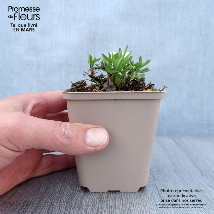 Example of Trifolium rubens Peachy Pink - Trèfle pourpré Godet de 8/9 cm as you get in printemps