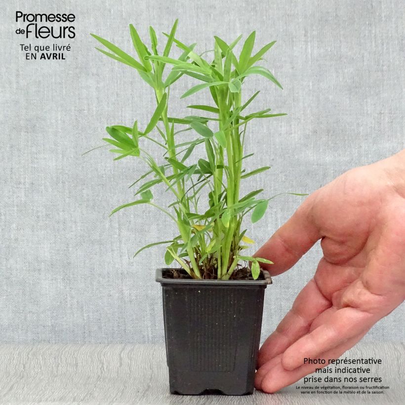 Example of Trifolium rubens - Trèfle pourpré Godet de 8/9 cm as you get in printemps