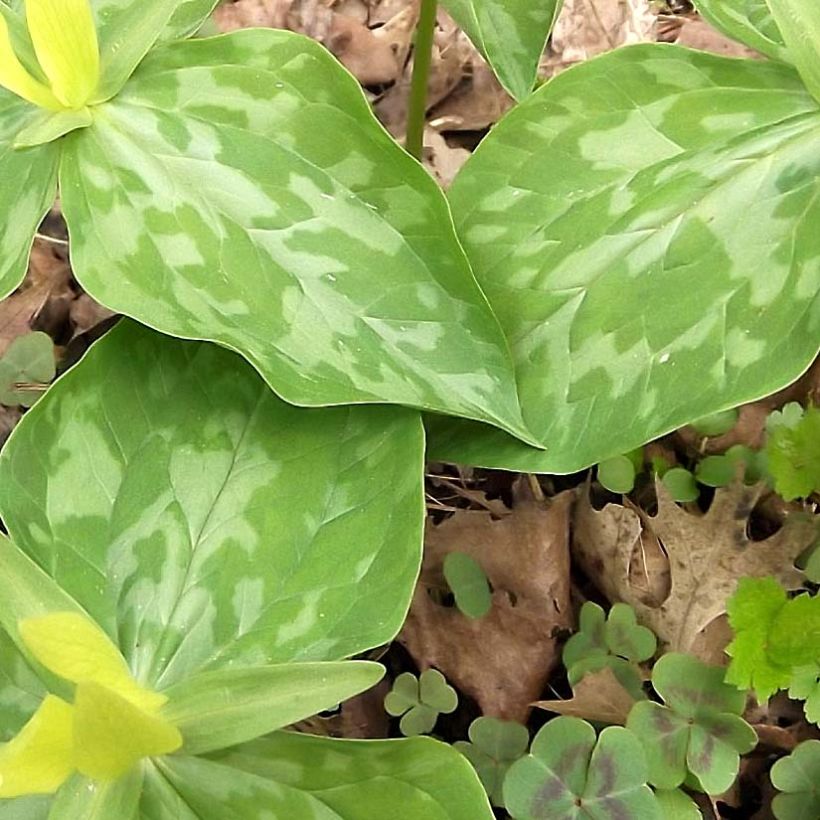 Trillium luteum - Trille à fleurs jaunes (Foliage)