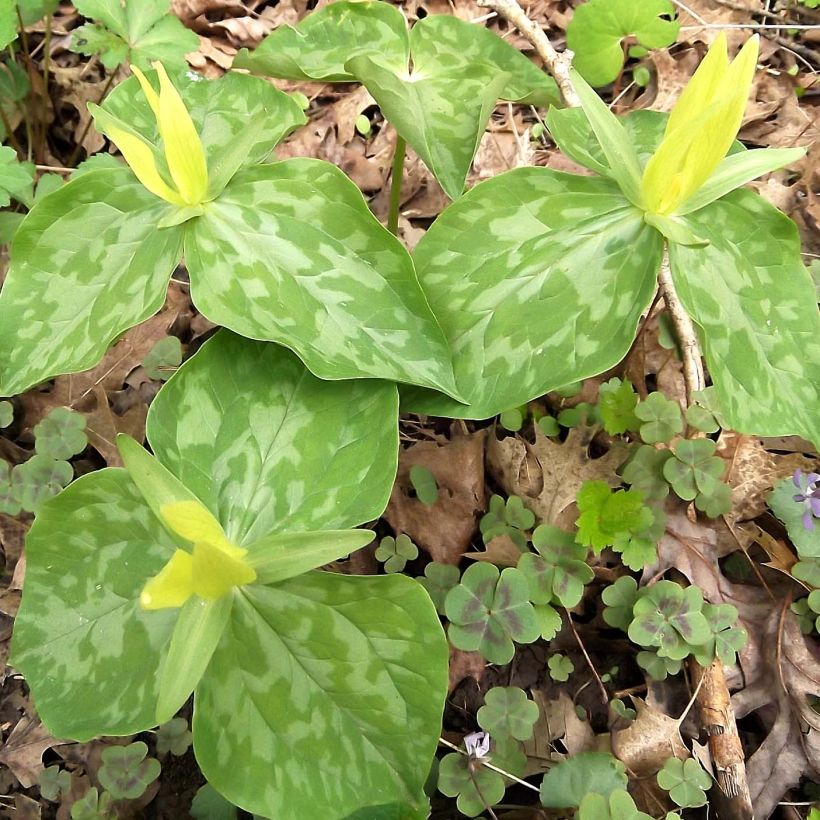 Trillium luteum - Trille à fleurs jaunes (Plant habit)
