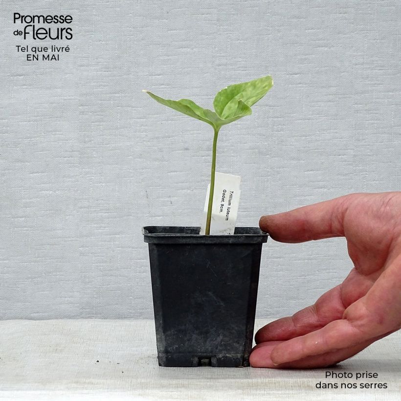 Example of Trillium luteum - Trille à fleurs jaunes Godet de 8/9 cm as you get in printemps