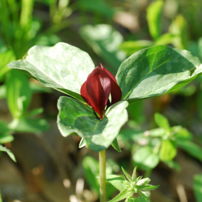 Trillium recurvatum - Trille (Flowering)