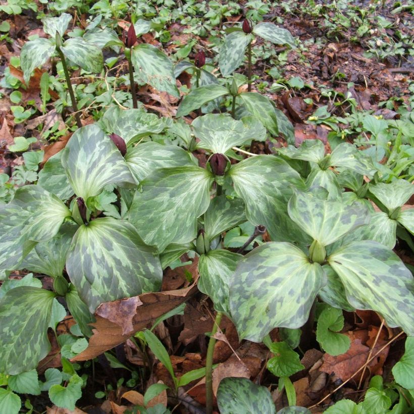 Trillium recurvatum - Trille (Plant habit)