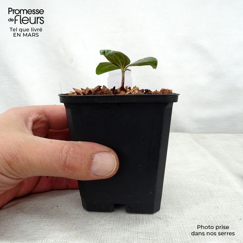 Spécimen de Trillium sessile Godet de 8/9 cm tel que livré au printemps