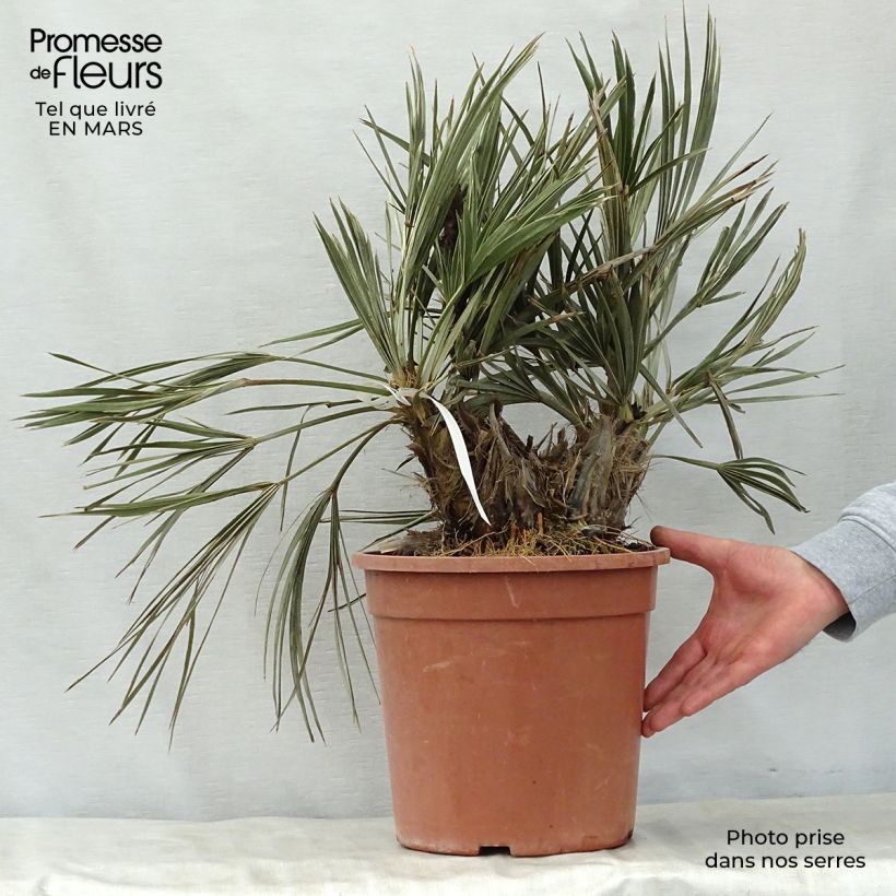 Example of Trithrinax campestris - Palmier trident Pot de 7,5L/10L as you get in printemps