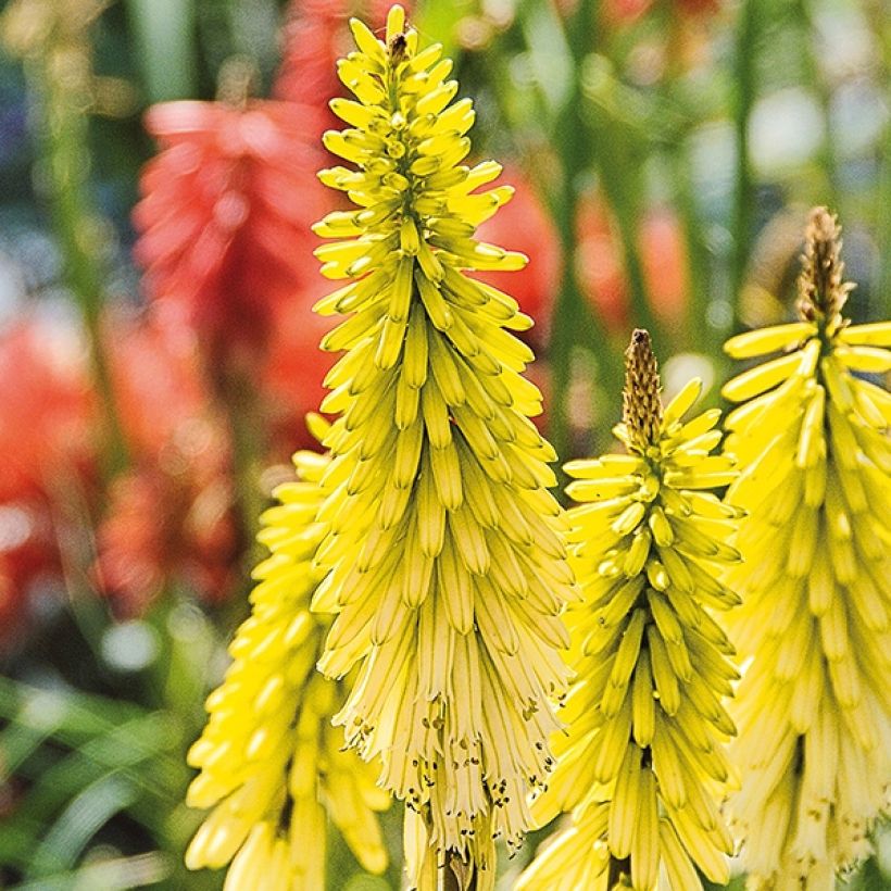 Tritoma - Kniphofia Lemon Popsicle (Flowering)