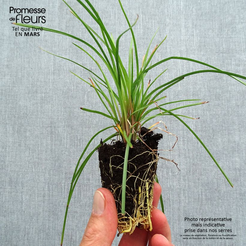 Example of Tritoma - Kniphofia Lemon Popsicle Mini-motte Ø 3/4 cm as you get in printemps