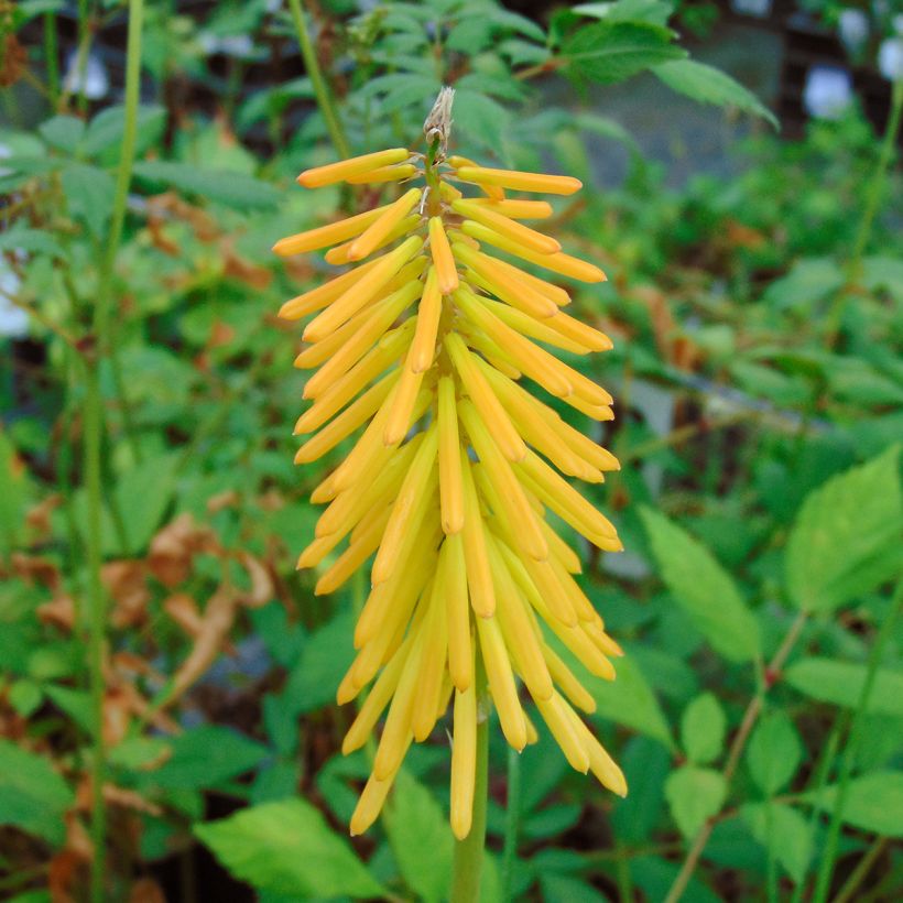 Tritoma - Kniphofia Mango Popsicle (Flowering)