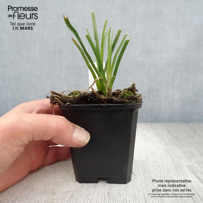 Example of Tritoma - Kniphofia Mango Popsicle Godet de 8/9 cm as you get in printemps