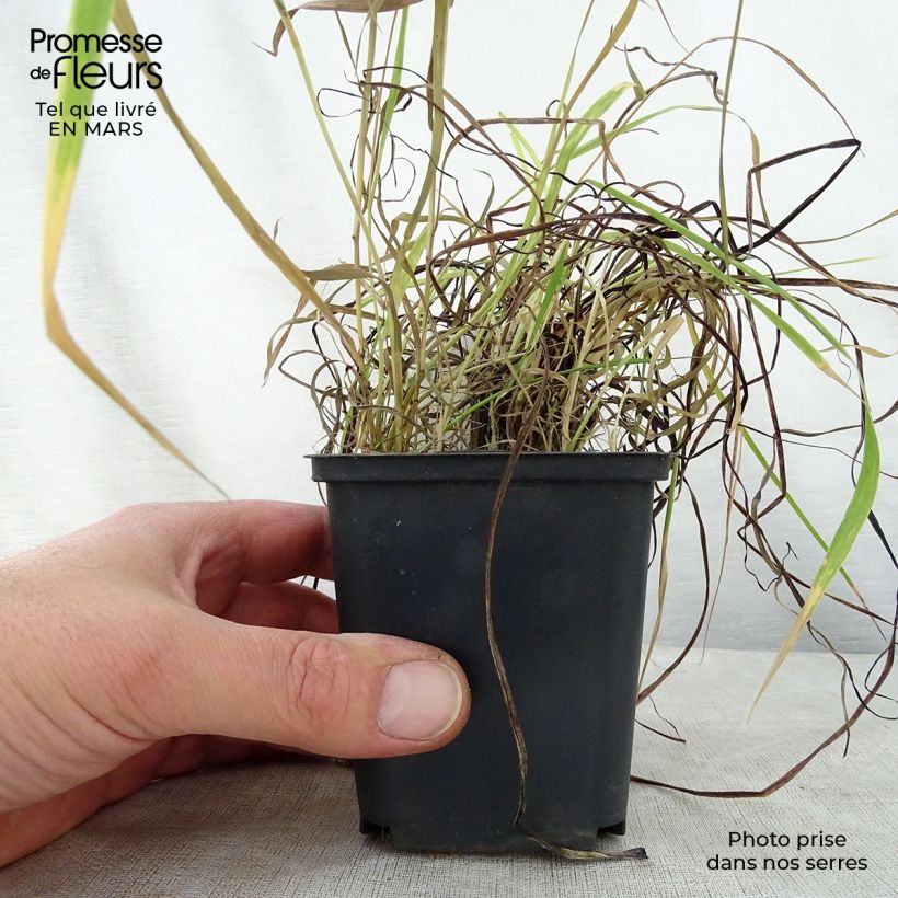 Example of Tritoma - Kniphofia Nancy's Red Godet de 8/9 cm as you get in printemps