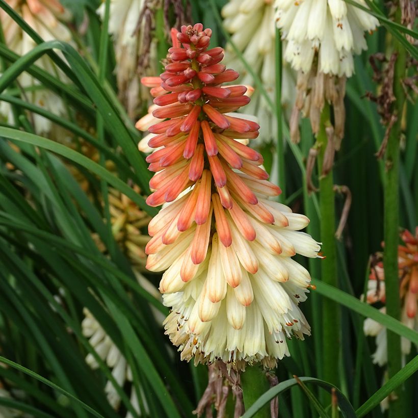 Tritoma - Kniphofia Orange Vanilla Popsicle (Floraison)
