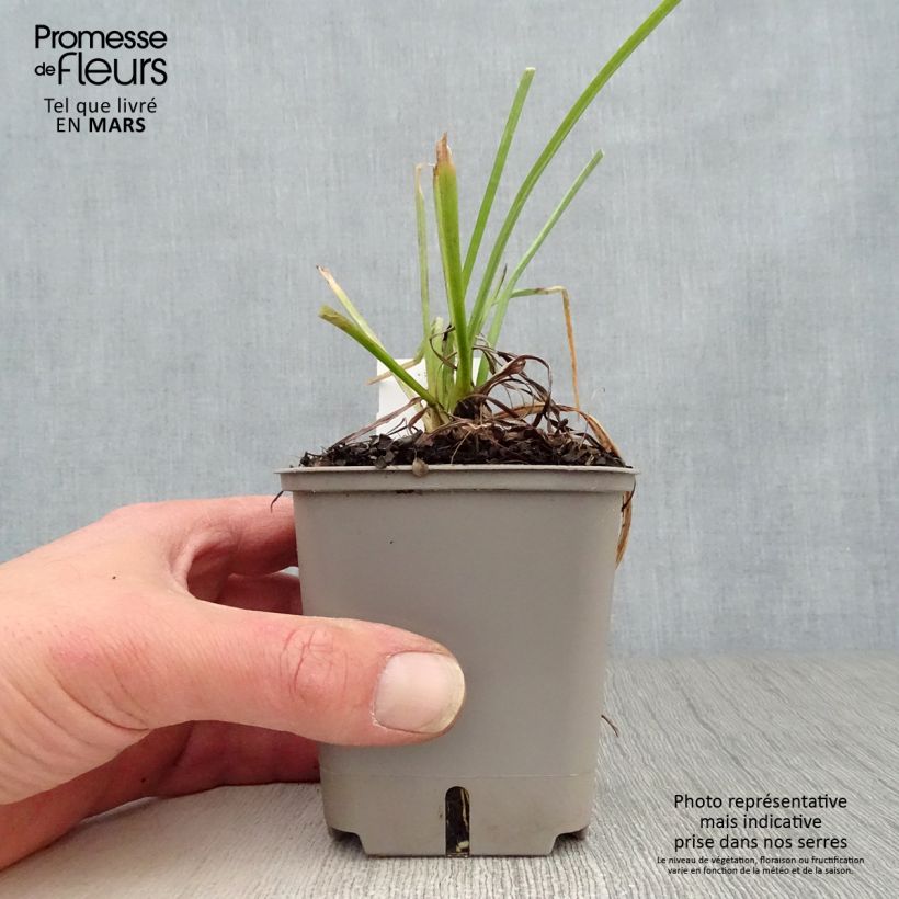 Example of Tritoma - Kniphofia Papaya Popsicle Godet de 8/9 cm as you get in printemps