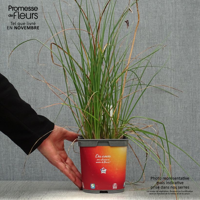 Spécimen de Tritoma - Kniphofia Papaya Popsicle Pot de 2L/3L tel que livré en automne