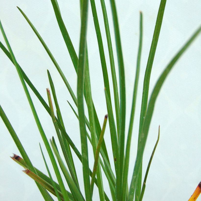 Tritoma - Kniphofia Pineapple Popsicle (Foliage)