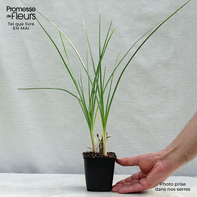 Example of Tritoma - Kniphofia Pineapple Popsicle Godet de 8/9 cm as you get in printemps