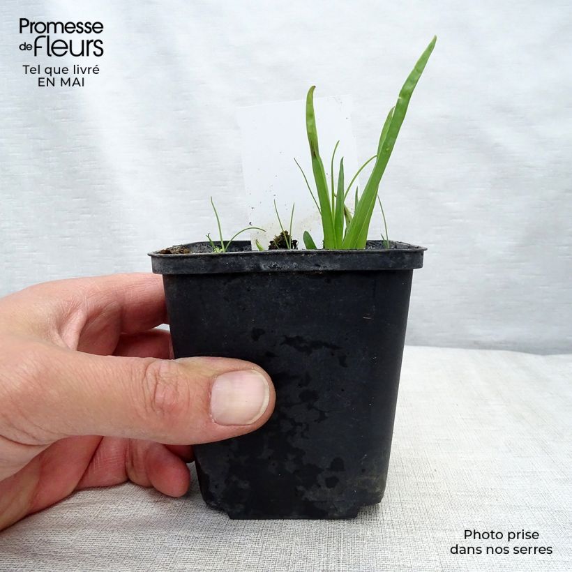 Example of Tritoma - Kniphofia Royal Standard Godet de 8/9 cm as you get in printemps