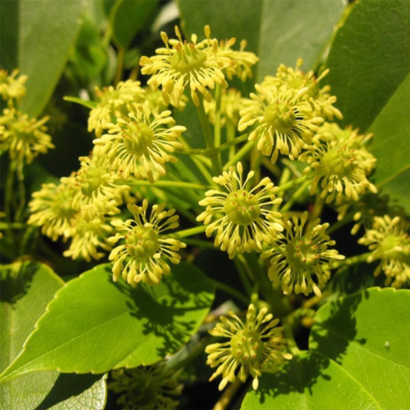 Trochodendron aralioides - Arbre aux roues (Flowering)