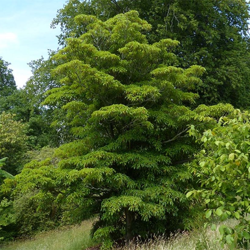 Trochodendron aralioides - Arbre aux roues (Plant habit)