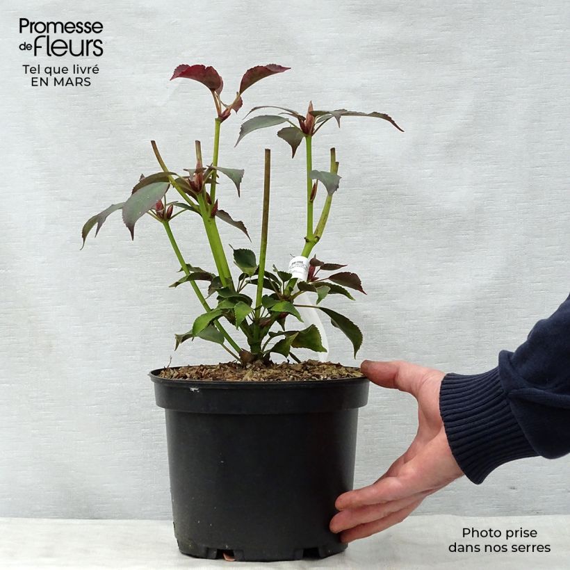 Example of Trochodendron aralioides - Arbre aux roues Pot de 4L/5L as you get in printemps