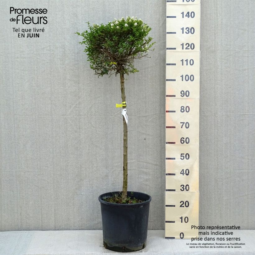 Spécimen de Troène - Ligustrum delavayanum Pot de 12L/15L, 1/4 de tige, Demi-tige (60cm), forme boule diamètre 30/35 cm tel que livré au printemps