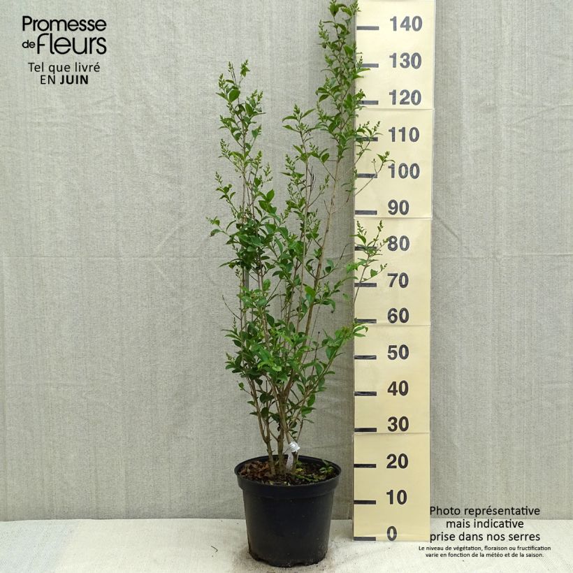Example of Troène - Ligustrum ovalifolium Pot de 7,5L/10L as you get in printemps