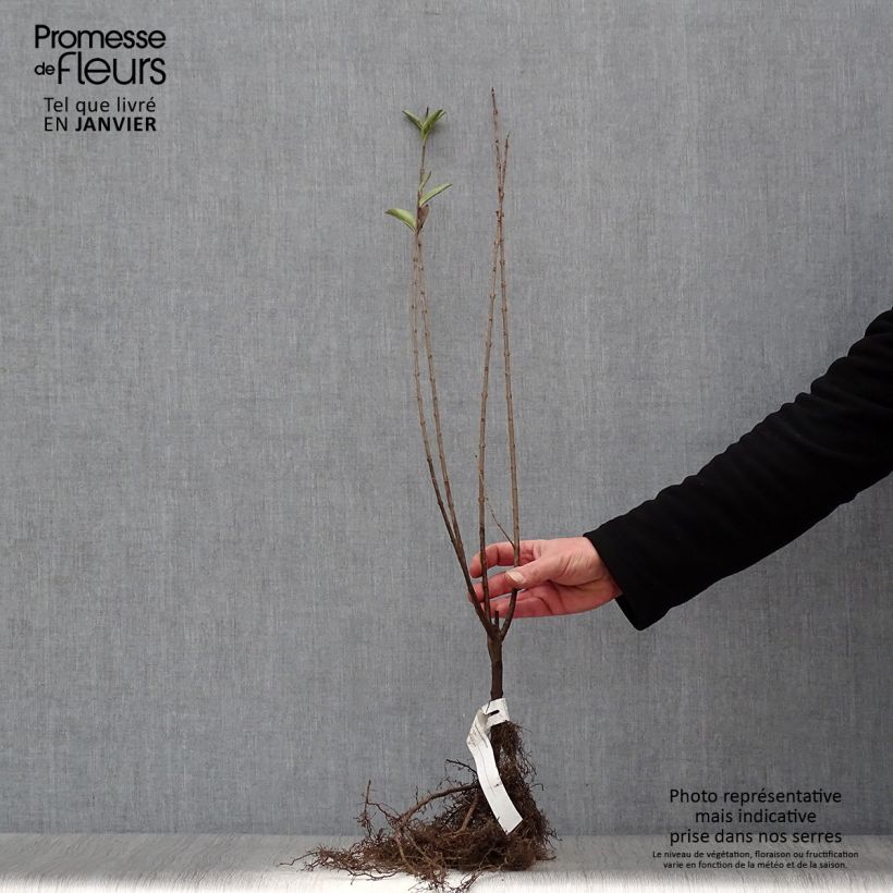 Example of Troène - Ligustrum ovalifolium Racines nues as you get in hiver