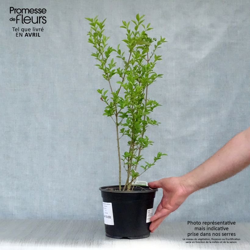 Example of Troène - Ligustrum ovalifolium Pot de 2L/3L as you get in printemps