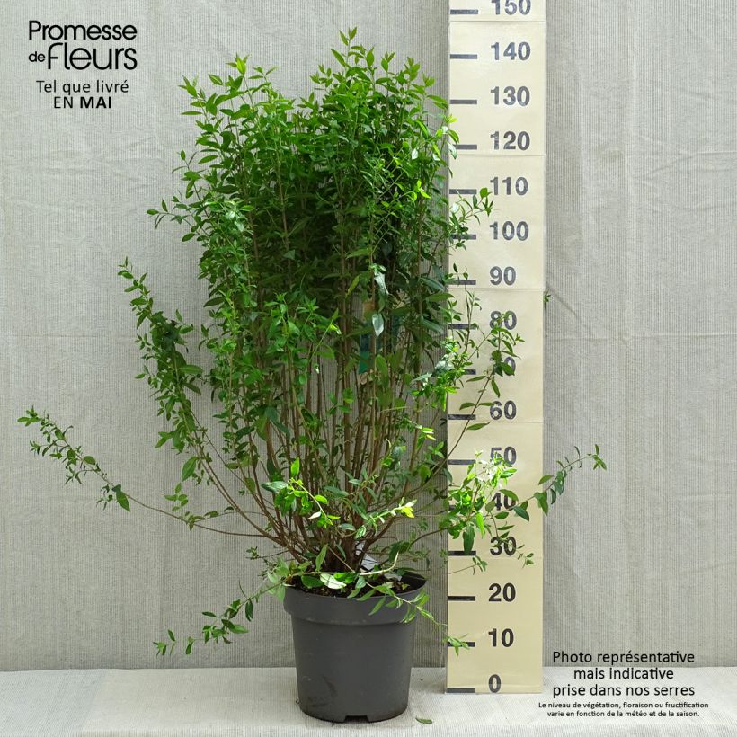 Example of Troène commun - Ligustrum vulgare Atrovirens Pot de 12L/15L as you get in printemps