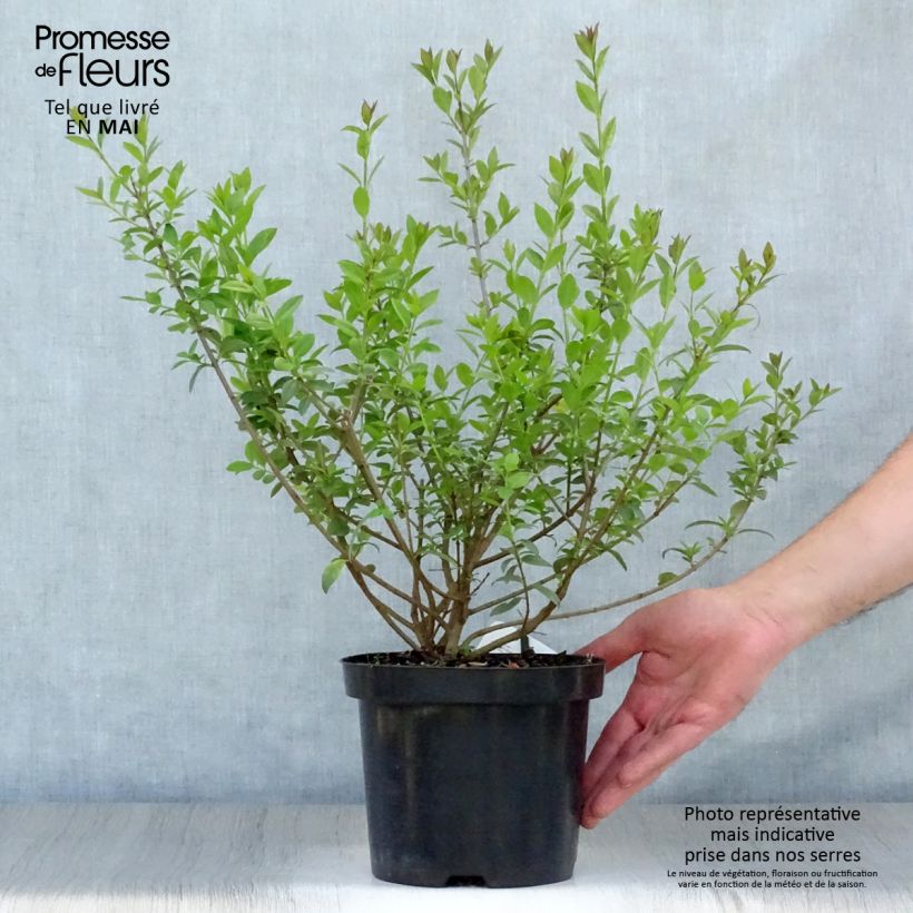 Example of Troène commun - Ligustrum vulgare Atrovirens Pot de 2L/3L as you get in printemps