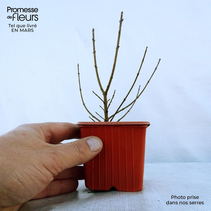 Example of Troène commun - Ligustrum vulgare Atrovirens Godet de 8/9 cm as you get in printemps