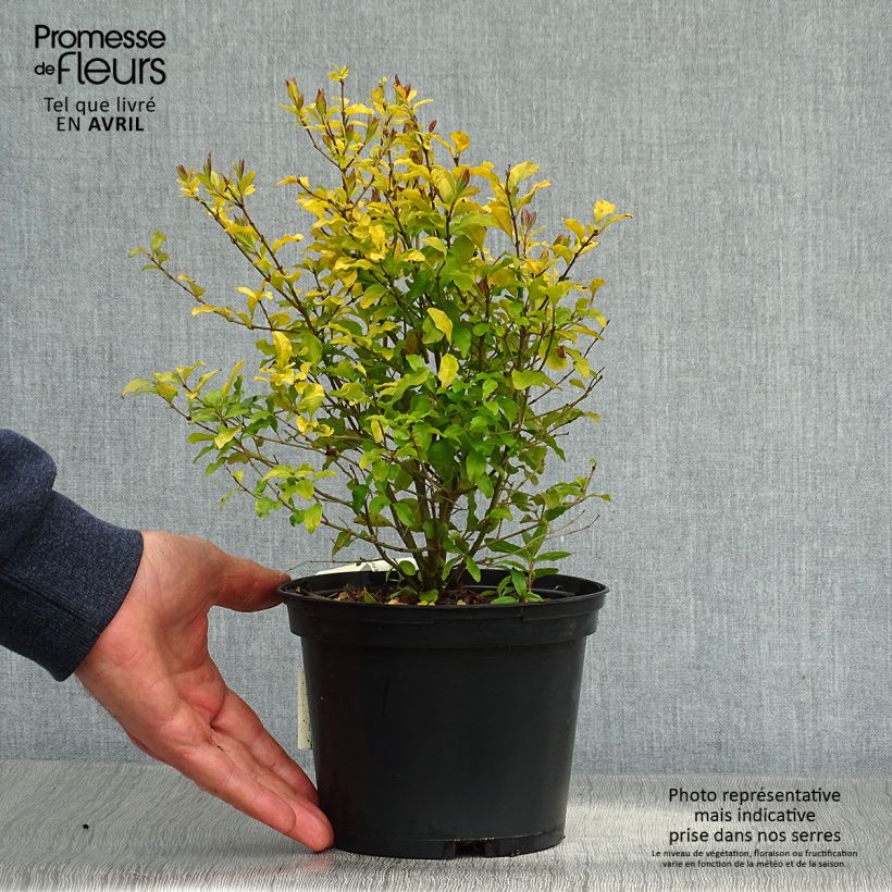 Example of Troène de Californie Lemon Lime - Ligustrum ovalifolium  Pot de 2L/3L as you get in printemps