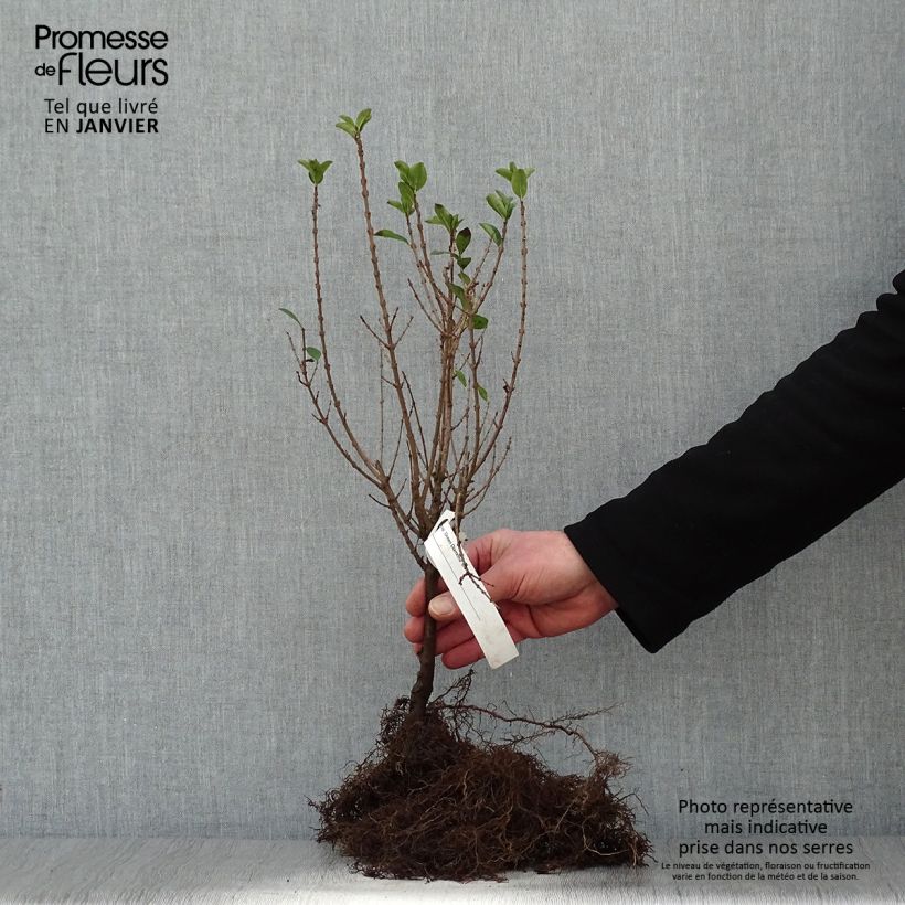 Example of Troène de Californie - Ligustrum ovalifolium Green Diamond Racines nues as you get in hiver