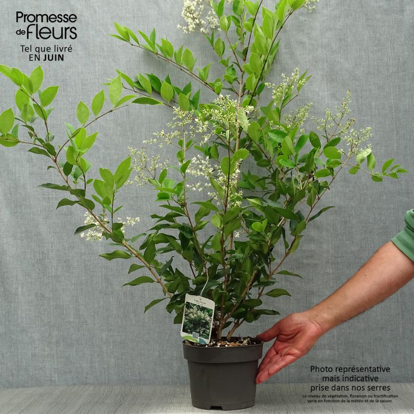 Spécimen de Troène de Chine - Ligustrum lucidum Pot de 2L/3L tel que livré en été