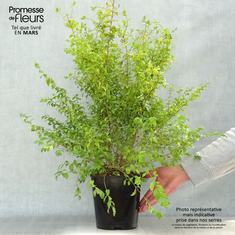 Example of Troène de Chine - Ligustrum sinense Sunshine Pot de 4L/5L as you get in printemps