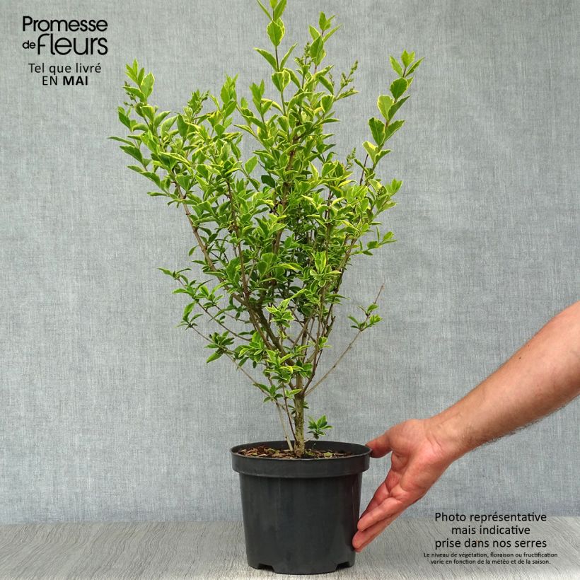 Example of Troène doré  - Ligustrum ovalifolium Aureum Pot de 2L/3L as you get in printemps