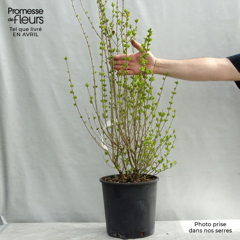 Example of Troène doré  - Ligustrum ovalifolium Aureum Pot de 7,5L/10L as you get in printemps