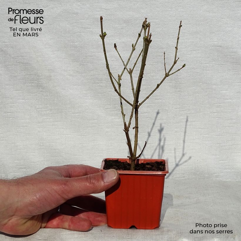 Example of Troène doré  - Ligustrum ovalifolium Aureum Godet de 8/9 cm as you get in printemps