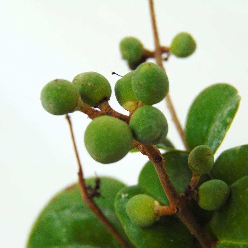 Troène du Japon - Ligustrum japonicum Rotundifolium (Harvest)