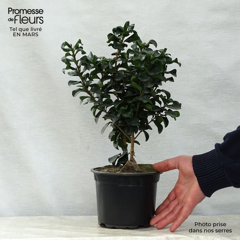 Example of Troène du Japon - Ligustrum japonicum Rotundifolium Pot de 2L/3L as you get in printemps