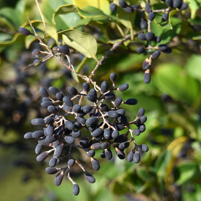 Troène du Japon - Ligustrum japonicum (Harvest)