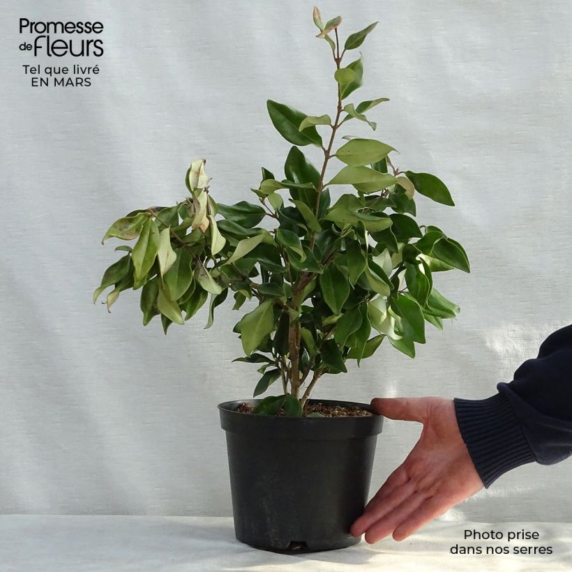 Example of Troène du Texas - Ligustrum japonicum Texanum Pot de 2L/3L as you get in printemps