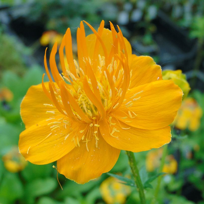 Trolle - Trollius chinensis Golden Queen (Flowering)