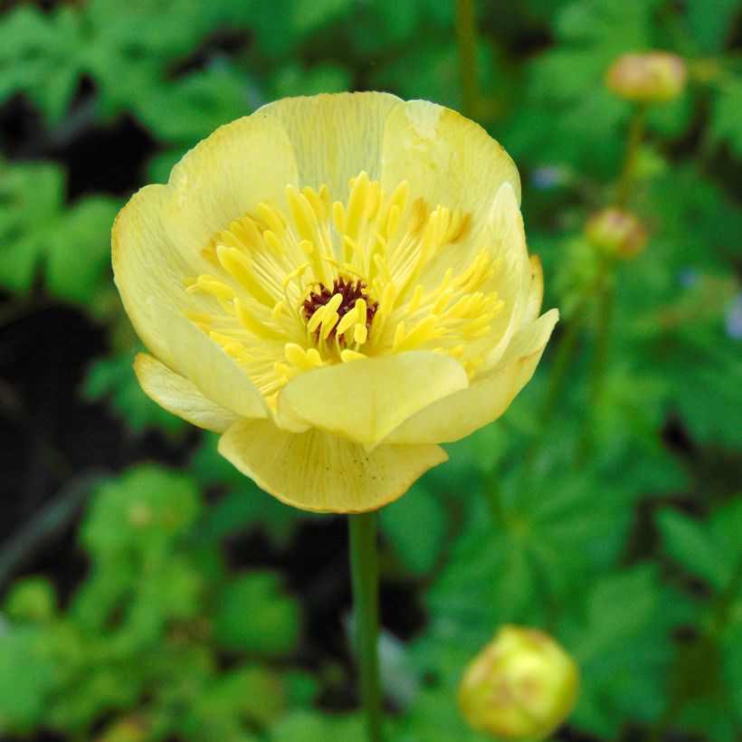Trolle - Trollius cultorum Cheddar (Flowering)