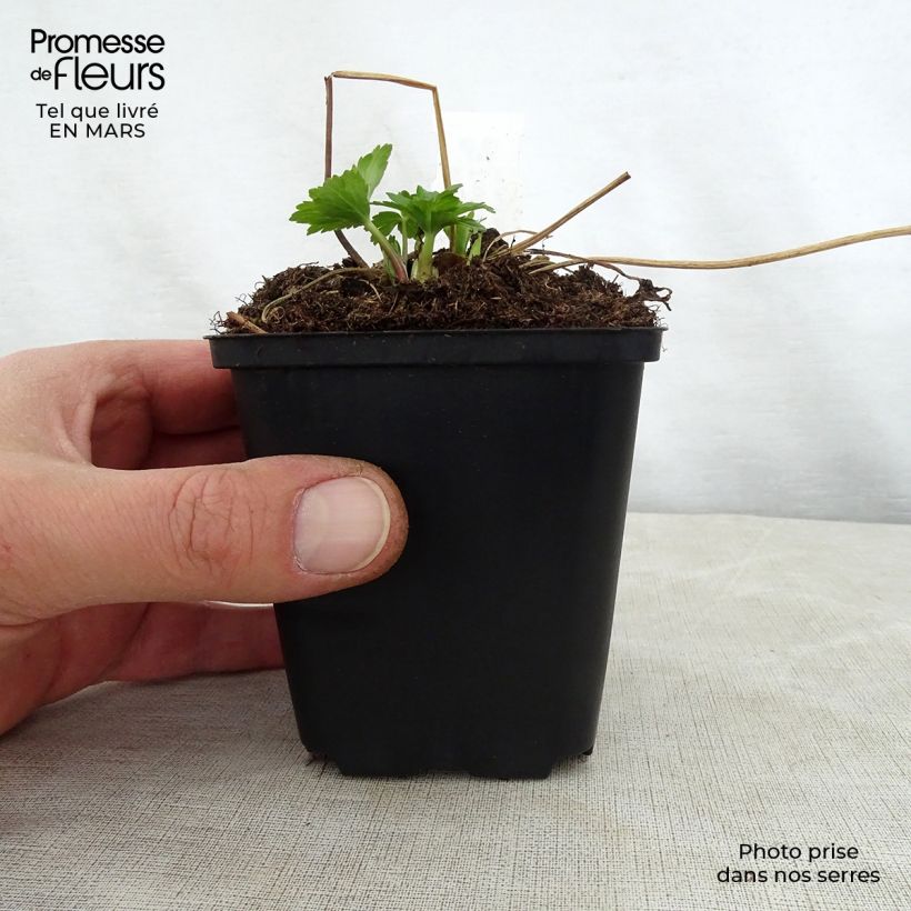 Example of Trolle - Trollius cultorum Cheddar Godet de 8/9 cm as you get in printemps