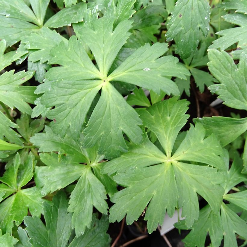Trolle des montagnes - Trollius europaeus (Feuillage)