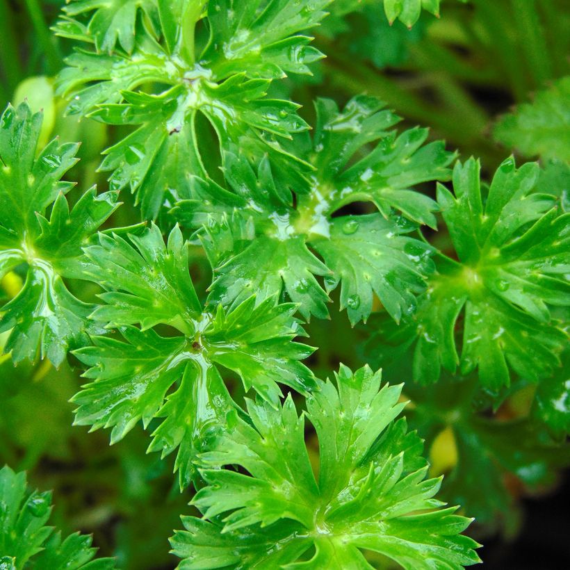 Trolle nain - Trollius pumilus (Foliage)