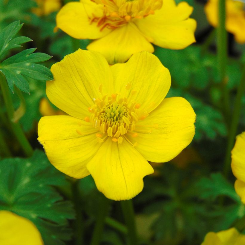 Trolle nain - Trollius pumilus (Flowering)