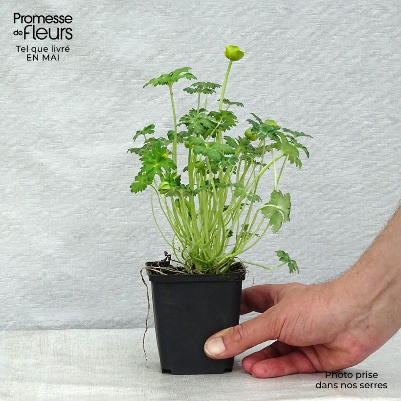 Example of Trolle nain - Trollius pumilus Godet de 8/9 cm as you get in printemps